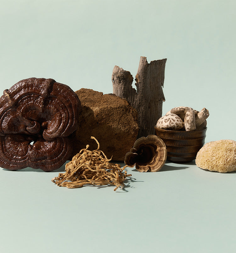 What Are Beta-Glucans & How Do They Activate The Immune System? - SuperFeast USA