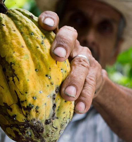 Cacao and Mushrooms; A Love Story - SuperFeast USA