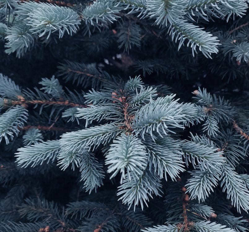 SuperFeast | Santa is a Mushroom - The Shamanic Origins of Christmas