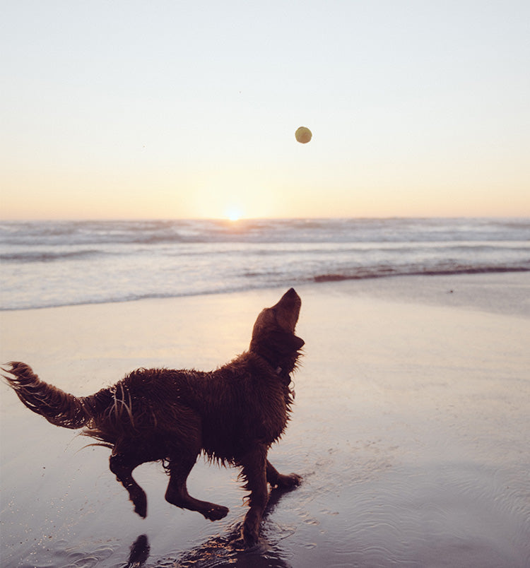 Pets + Medicinal Mushrooms