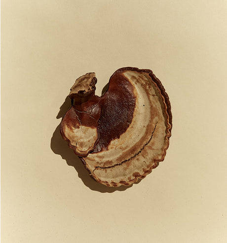 How Reishi Came To Be The Queen Of The Mushrooms