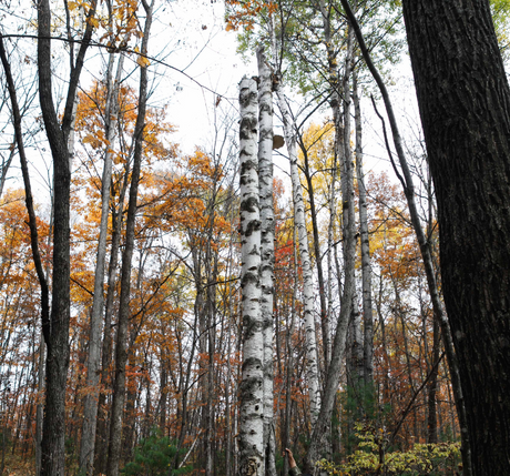 Chaga Sourcing: Wild, Potent and Di Dao - SuperFeast
