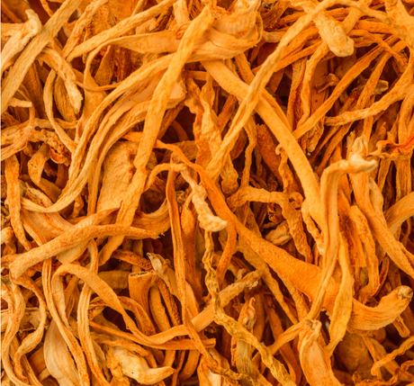 Cordyceps and How Its Potency Became Discovered - SuperFeast USA
