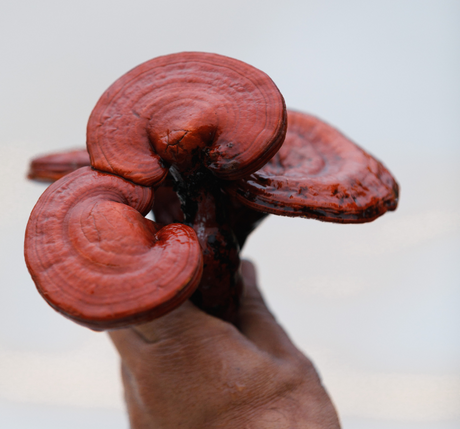 Reishi Queen by SuperFeast