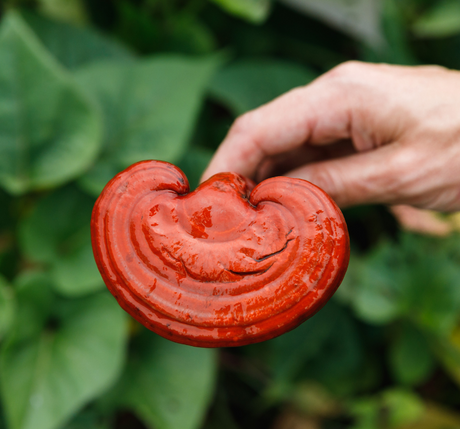 Reishi Farm - SuperFeast Adventures in China