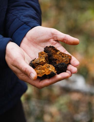 Instant Chaga Tea Recipe (VIDEO)