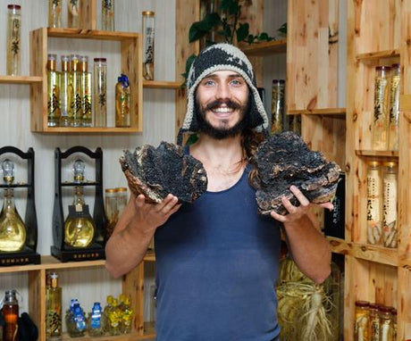 Chaga Mushroom, The Anti-Ageing Powerhouse
