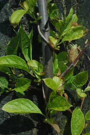 Ingredient Image