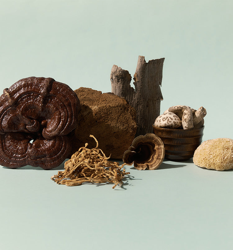 The Ultimate Guide To Buying Medicinal Mushrooms