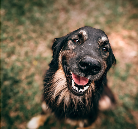 SuperFeast | Animals and Pets - Tonic Herbs & All Your Questions on Dosage Answered