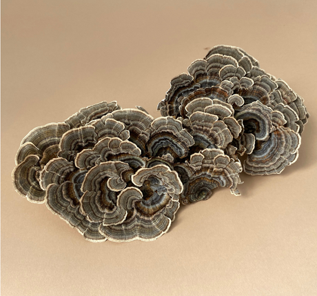 MEDICINAL MUSHROOMS: FUNGI WITH FUNCTIONAL HEALTH BENEFITS