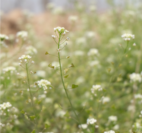 Spring | The Forgotten Season | SuperFeast Blog