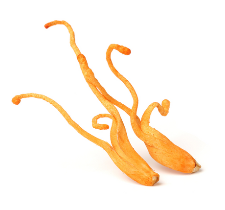 Cordyceps CS-4, the non-threatening relative of Zombie Fungus... - SuperFeast USA