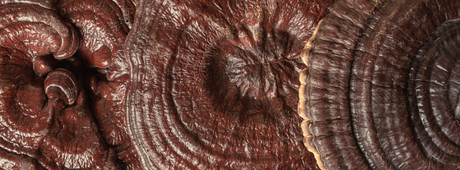 Reishi and the Three Levers of Immune Resilience