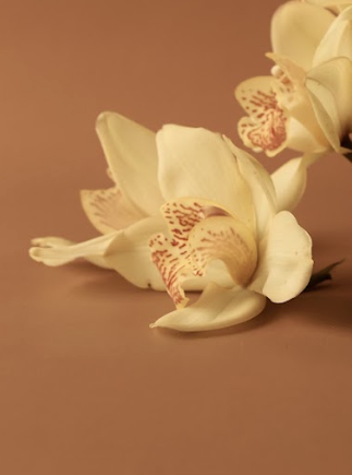Menopause Through the Taoist Lens - The ‘Second Spring’