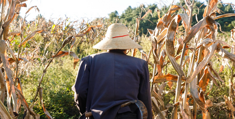 Differentiating Between Traditional Chinese Medicine (TCM) and Classical Chinese/Taoist Medicine