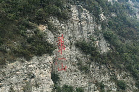 Fu Zheng Therapy: Protecting the Terrain While Treating Disease