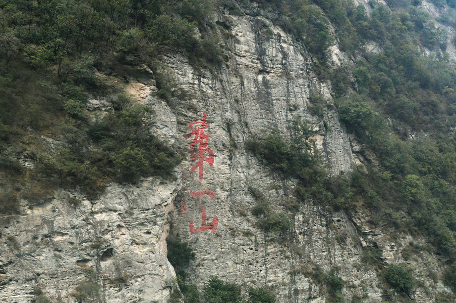 Fu Zheng Therapy: Protecting the Terrain While Treating Disease