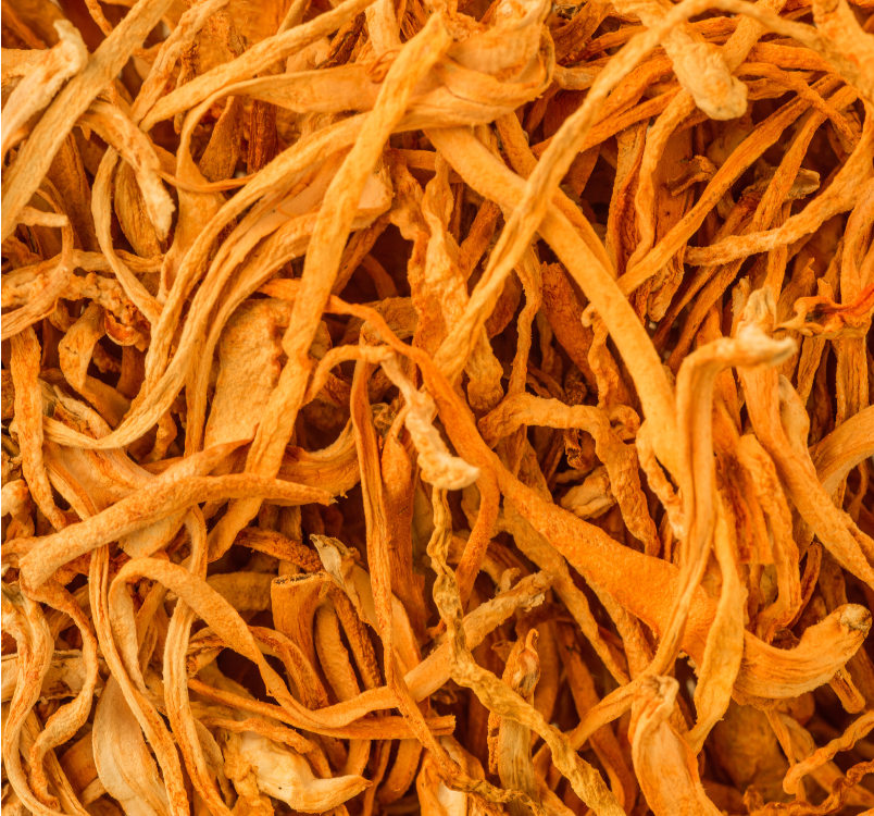 Cordyceps and How Its Potency Became Discovered