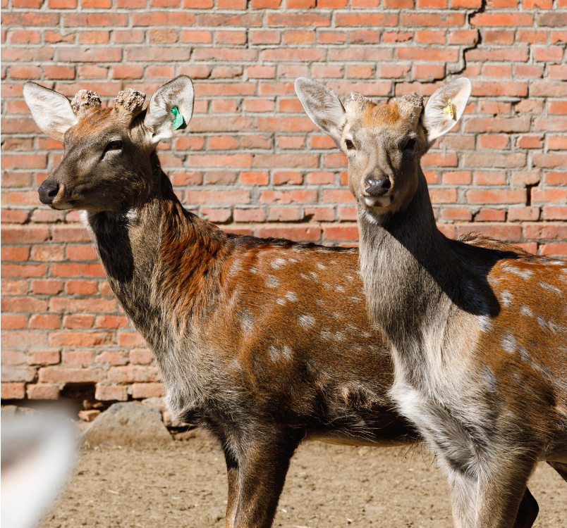 SuperFeast | Discover Deer Antler Velvet Extract Impressive Benefits