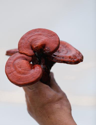Reishi Mushroom and Its Incredible Benefits