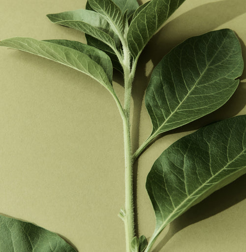 SuperFeast Capsules