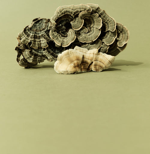 Medicinal Mushrooms