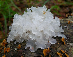 Ingredient Image