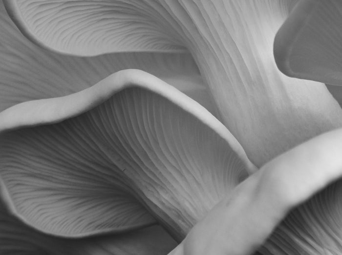 E-Book | Cultivate Beauty From Within