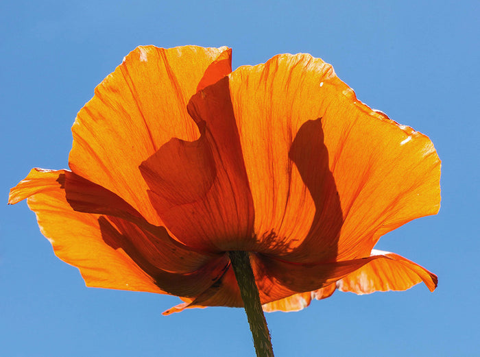 E-Book | In Harmony With Spring