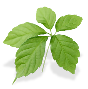 Ingredient Image